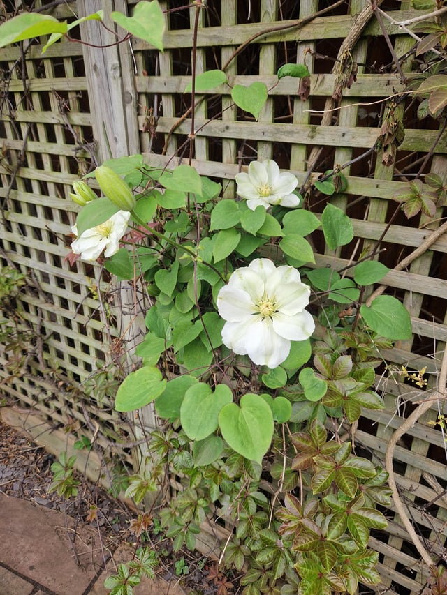 What is this plant and can I propagate it?