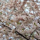 This tree is a treat most springs . Cherry Blossom. – Reddit Post