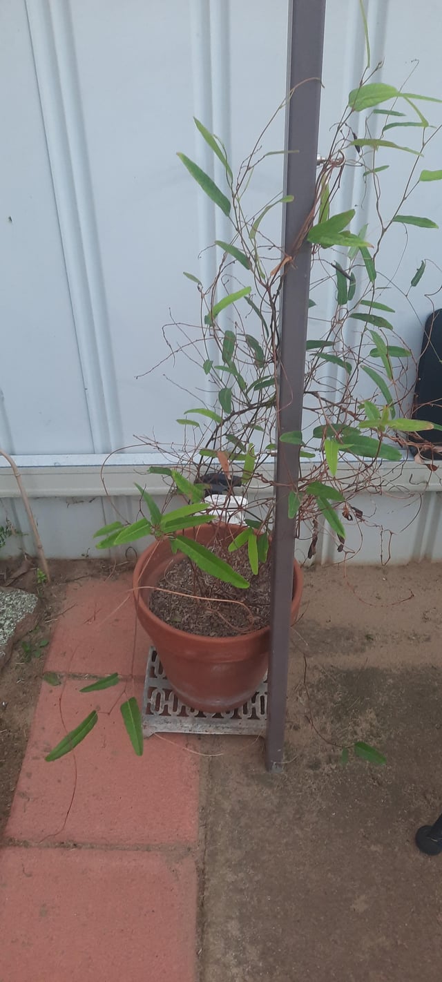 Happy Wanderer isn’t wandering very far (Riverina, NSW)
