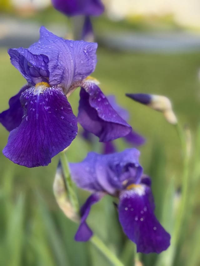 First spring in new home and loving the discoveries! – Reddit Post