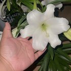 easter lily appreciation post :) – Reddit Post