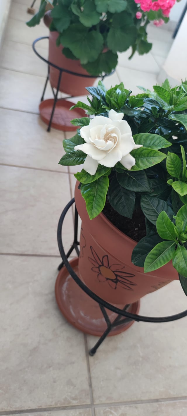 My first gardenia bloom!! – Reddit Post