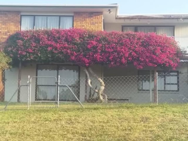 Throwback to this Bougainvillea – Reddit Post