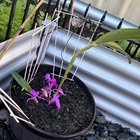 What is this plant? How do I care for it?