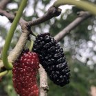 Mulberries. – Reddit Post