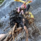 Received a peony root with rot – Do you think there’s still hope for this one if I can’t get a replacement? – Reddit Post
