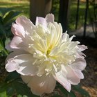Peony – Reddit Post