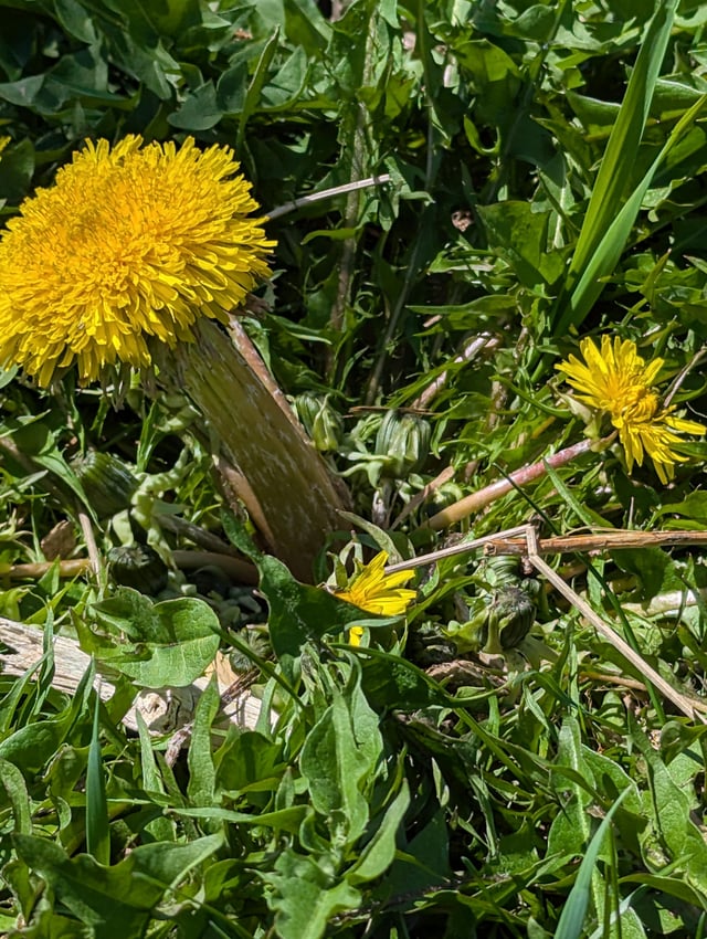 My dandelions are leveling up I guess – Reddit Post