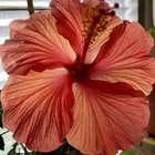 Good morning bloom – Reddit Post