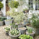 COURTYARD GARDEN VIEWS…! Arctic Bells, White Petticoat, and Snow Baby now in bloom..!