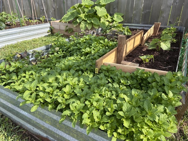 Was away for a week and came back to this. Mojito anyone? – Reddit Post