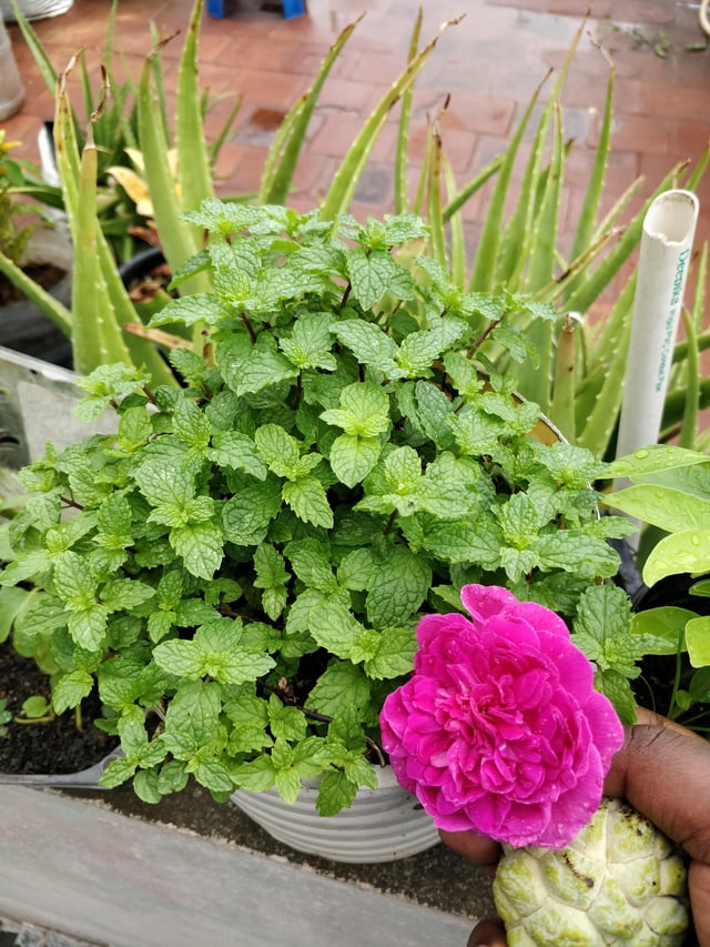 Lots of mint in a small pot!!