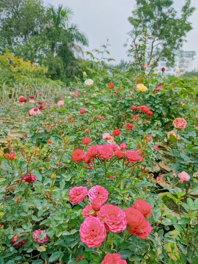 Spent my morning with these beauties. Nothing beats garden therapy – Reddit Post
