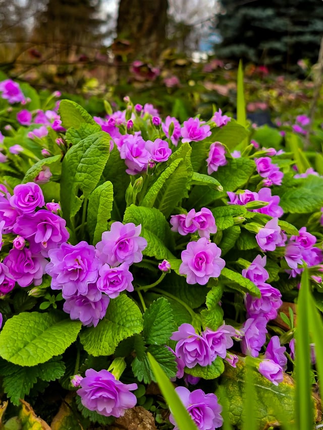 Vibrant purple bloom from my local botanical garden. – Reddit Post