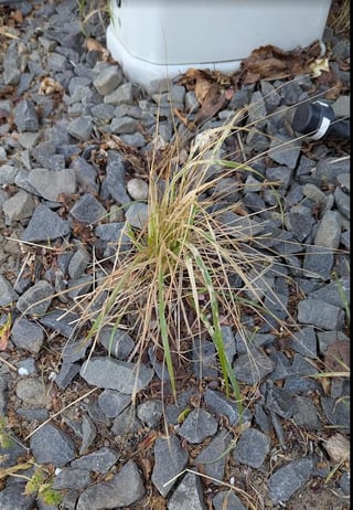Neighbor sprayed my plant with Roundup 3 days ago. Can I save it? – Reddit Post