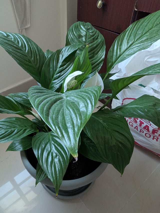 Need help – Tips of my Peace Lily are Browning?