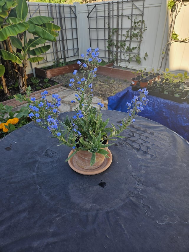 My first time growing forget-me-nots – Reddit Post