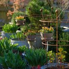 The terrace garden now glows in the afternoon..!