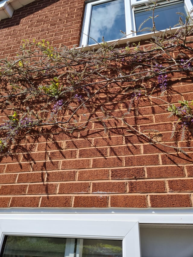 Wisteria flowering early, few leaves