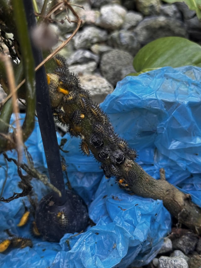 Weird looking caterpillars? Found when weeding. SEQLD