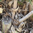 Weed in my driveway – anyone know what this is?