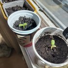 I germinated Sunflower seeds. I bought a bag of Sunflower Bird Seeds (bird feed), it is way cheaper getting these bags. This is one week progress 🌻🌻🌻 – Reddit Post