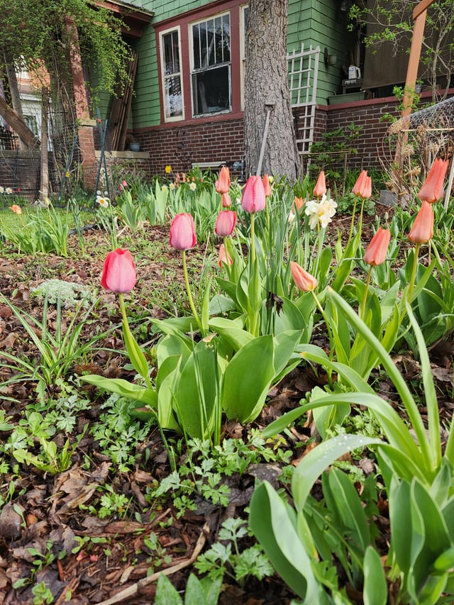 Invasion of the Tulips – Reddit Post