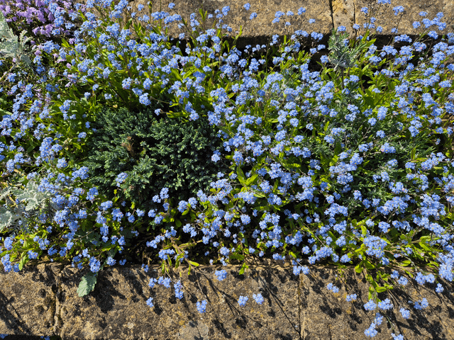 I’ve no chance of forgetting Forget me nots…