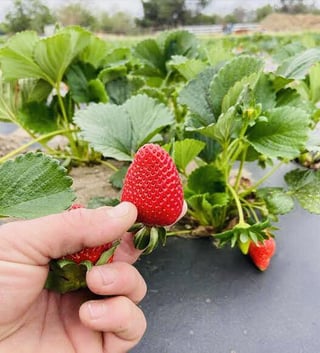 This is little berry made my whole day! First harvest – Reddit Post