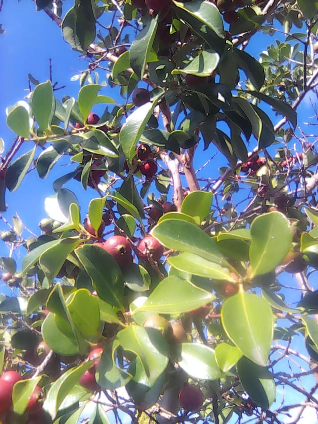 What is this tree with fruit?