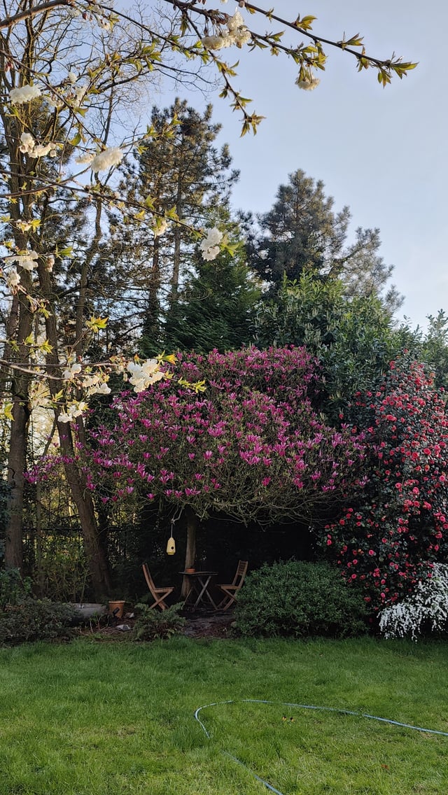 My magnolia and camellia in full bloom – Reddit Post