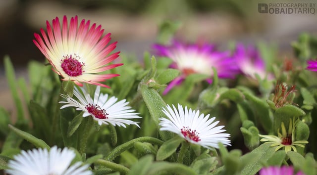 This Mausummery flower caught my eye and my camera couldn’t resist – Reddit Post