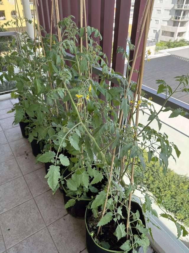 First time container tomato going well!