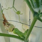 What is this growing?