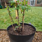 Blackberry and raspberry in a planter