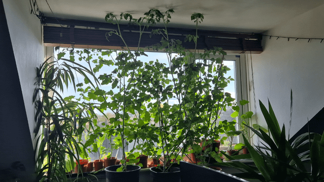 Planted tomatoes too early…