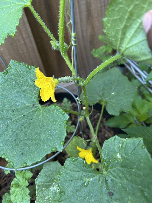 My first cucumber! – Reddit Post