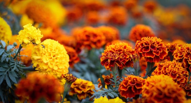 The beautiful “Marry Gold” flower – Reddit Post