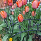 We’ve bloomed – Reddit Post