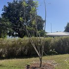 Jacaranda Tree Pruning Advice