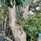 Tree identification