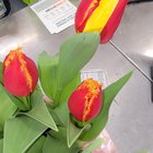 Is this a normal tulip…. – Reddit Post