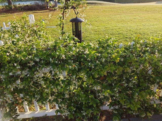 Planted these a 1 1/2 years ago. – Reddit Post