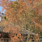 Stressed Acacia (Melbourne) – Any recovery plan?