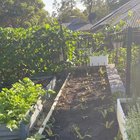 First attempt at transplanting my small vegetable garden – Reddit Post