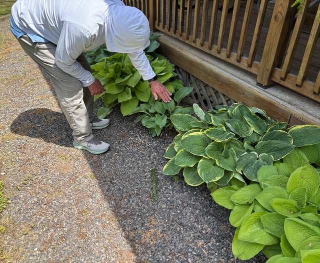 My husband telling this hosta that it’s okay to be small – Reddit Post