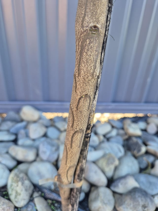 Anyone know what these horse shoe marks are on my lilly pilly