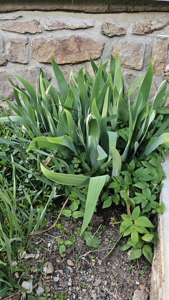 My irises might finally bloom this year! – Reddit Post