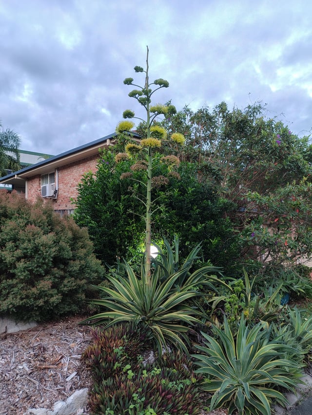 Help with identifying this beautiful plant