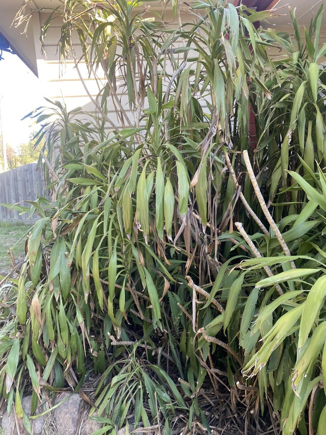 I want to get rid of this hideous bush, help!